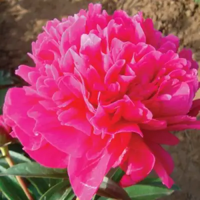 Пион РУБИНОВЫЙ СВЕТ травянистый в Дзержинске