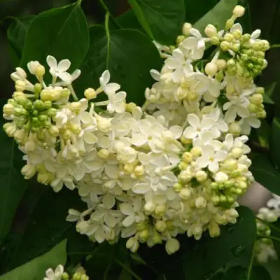 Сирень ПРИМРОУЗ в Дзержинске