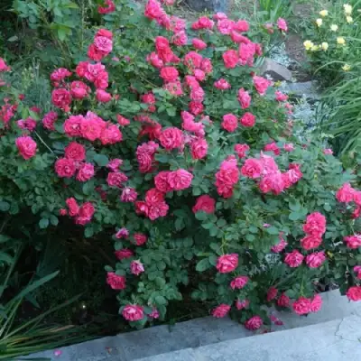 Роза ДЖОРДЖ ВАНКУВЕР флорибунда в Дзержинске