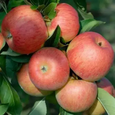 Яблоня ТОПАЗ в Дзержинске