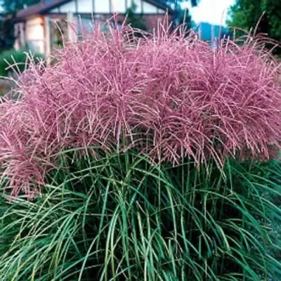 Мискантус МАЛЕПАРТУС китайский  в Дзержинске