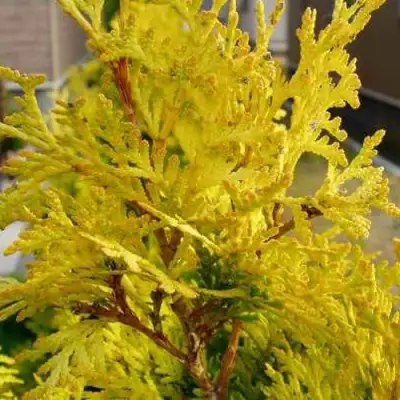 Туя ЕВРОПА ГОЛД западная в Дзержинске