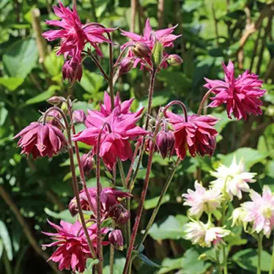 Аквилегия БАРЛОУ БОРДО обыкновенная в Дзержинске