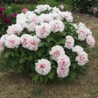 Пион ПЕРСИК ПОД СНЕГОМ древовидный в Дзержинске