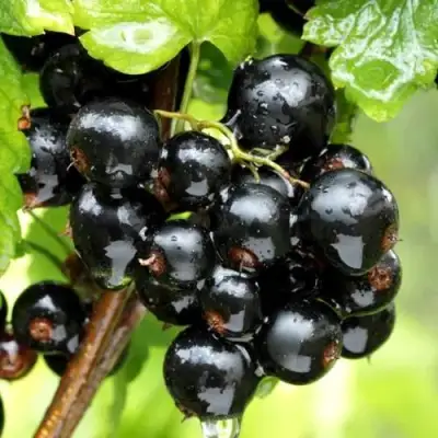 Смородина чёрная БЕЛОРУССКАЯ СЛАДКАЯ в Дзержинске