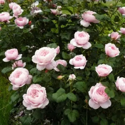 Роза КУИН ОФ СУИДЕН (КОРОЛЕВА ШВЕЦИИ) английская в Дзержинске