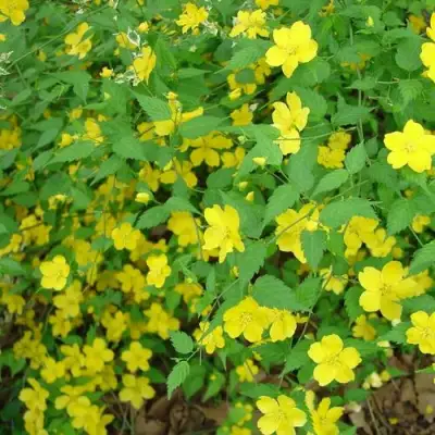 Керрия японская ГОЛДЕН ГИНЕЯ в Дзержинске