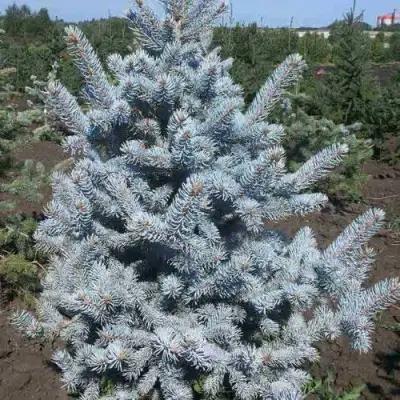Ель МИСТИ БЛЮ голубая в Дзержинске