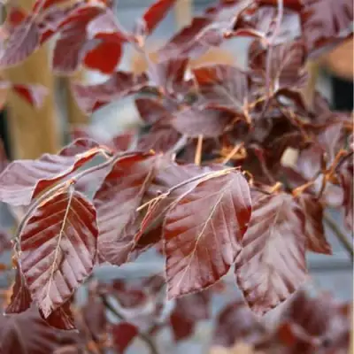 Бук лесной АТРОПУНИЦЕА в Дзержинске