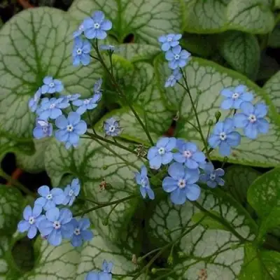 Бруннера ДЖЭК ФРОСТ в Дзержинске