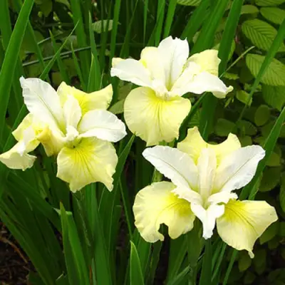 Ирис ЙЕЛЛОУ ТЕЙЛ сибирский в Дзержинске