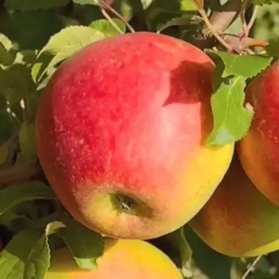 Яблоня САКАВИТА в Дзержинске