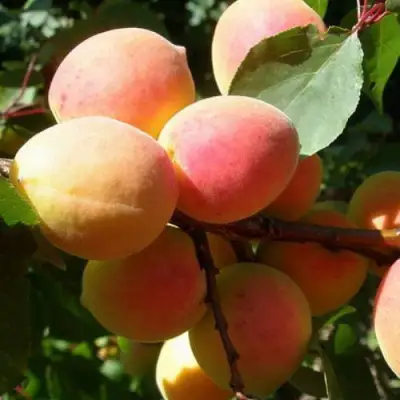 Абрикос СЮРПРИЗ в Дзержинске