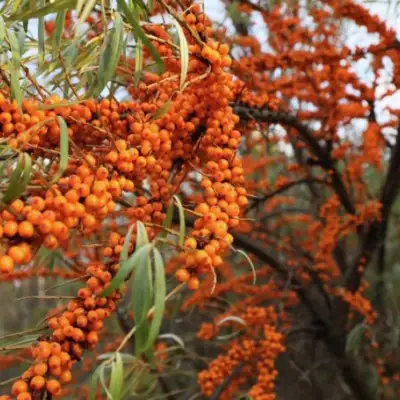 Облепиха СЕРАФИМА в Дзержинске