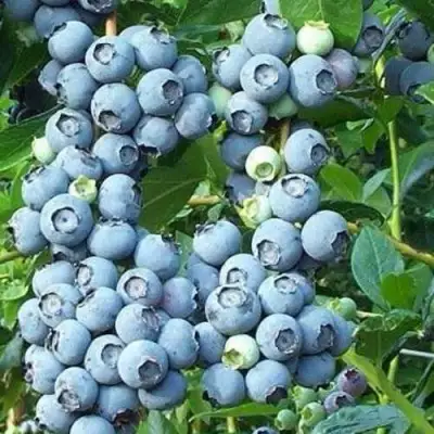 Голубика НОРТЛАНД в Дзержинске