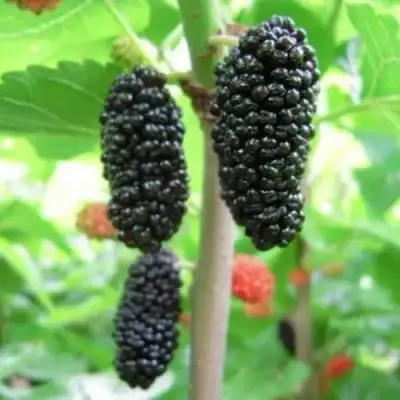 Шелковица ГАЛИЦИЯ в Дзержинске