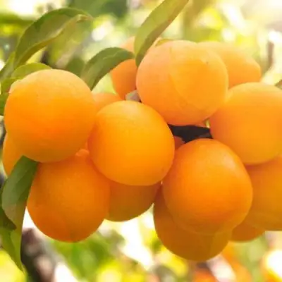 Слива МАРА в Дзержинске