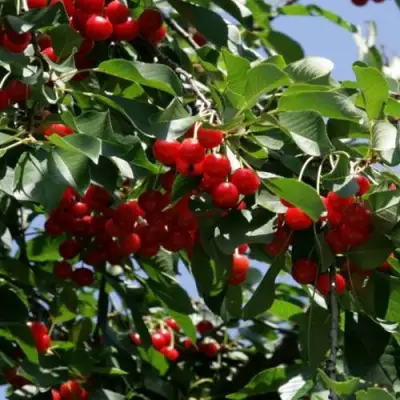 Вишня БРУСНИЦЫНА степная в Дзержинске