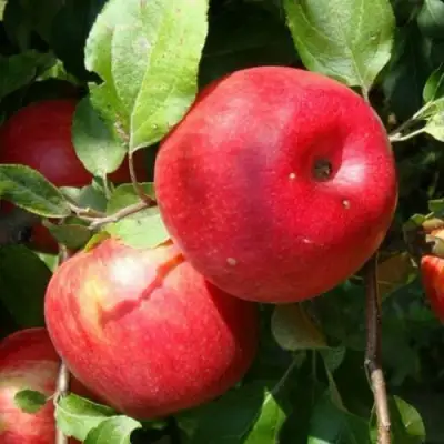 Яблоня ВАЛЕРИЯ в Дзержинске