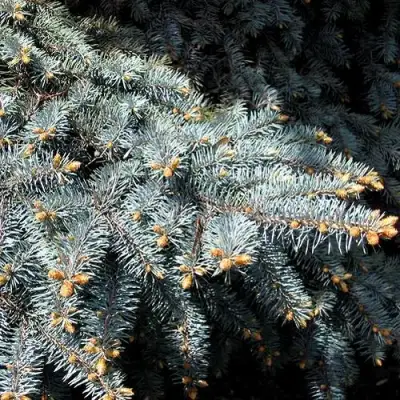 Ель НАНА сизая в Дзержинске