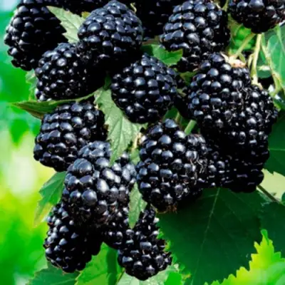 Ежевика ЛОХТЕЙ бесшипная в Дзержинске