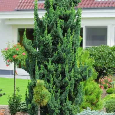 Кипарисовик ВИСЕЛЛИ лавсона в Дзержинске