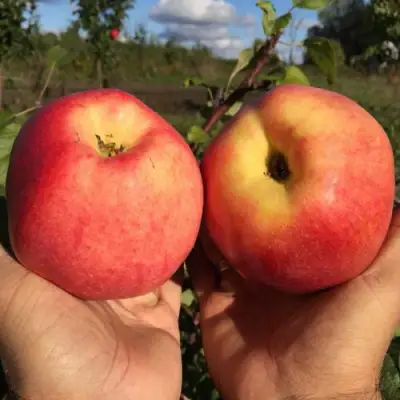 Яблоня КОВРОВОЕ стелющаяся в Дзержинске