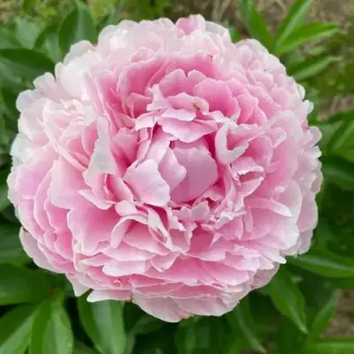 Пион КАТРИН ФОНТЕЙН травянистый в Дзержинске