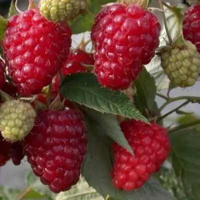 Малина ЭЛЕГАНТНАЯ в Дзержинске