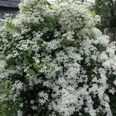 Клематис МАНЬЧЖУРСКИЙ в Дзержинске