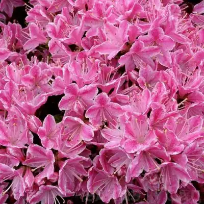 Азалия КЕРМЕСИНА РОУЗ японская в Дзержинске