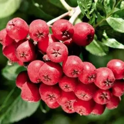 Рябина МОРАВСКАЯ сладкоплодная в Дзержинске