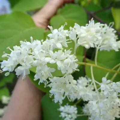 Сирень АМУРСКАЯ в Дзержинске