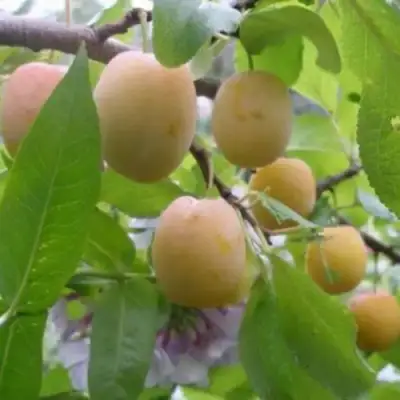 Слива УТРО в Дзержинске