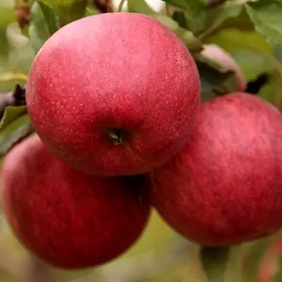 Яблоня ГАЛА ШНИГА в Дзержинске