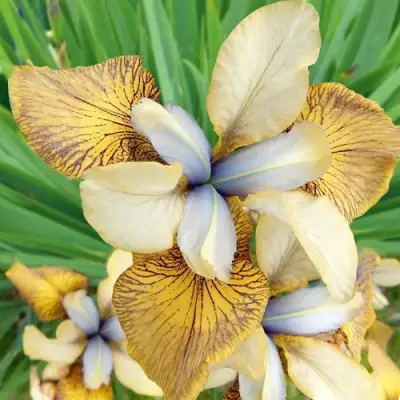 Ирис ФЛАЙИНГ ФИДДЛЗ сибирский в Дзержинске