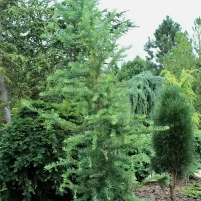 Лиственница КЕМПФЕРА в Дзержинске