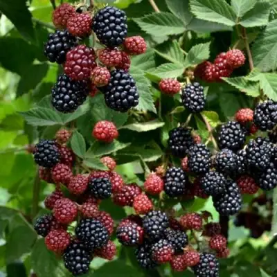 Ежевика РУБЕН ремонтантная  в Дзержинске