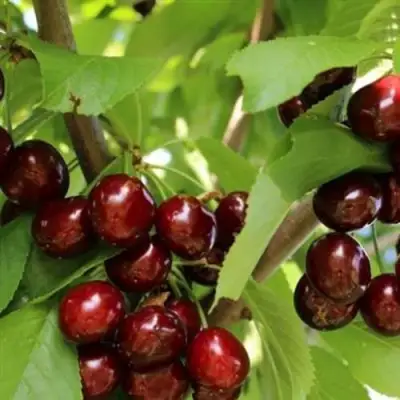 Черешня ИПУТЬ в Дзержинске