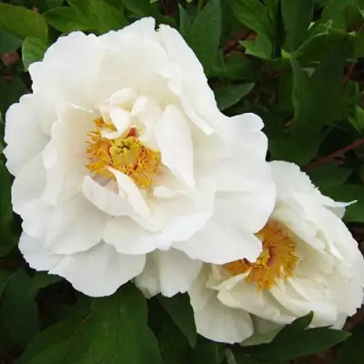 Пион БЕЛЫЙ НЕФРИТ древовидный в Дзержинске