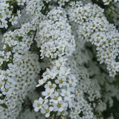 Спирея АРГУТА в Дзержинске