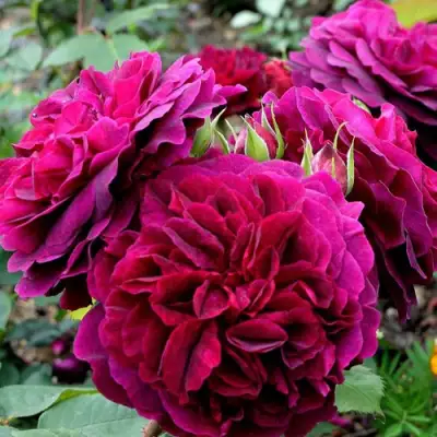 Роза МАНСТЕД ВУД английская в Дзержинске