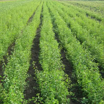 Подвой сливы ДИКАЯ АЛЫЧА в Дзержинске