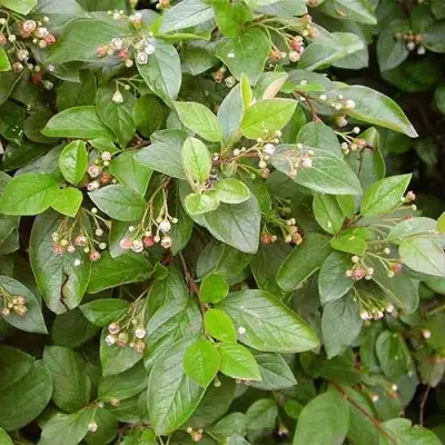 Кизильник блестящий в Дзержинске