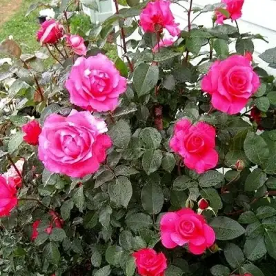 Роза МАЛИНОВЫЙ ЗВОН чайно-гибридная в Дзержинске