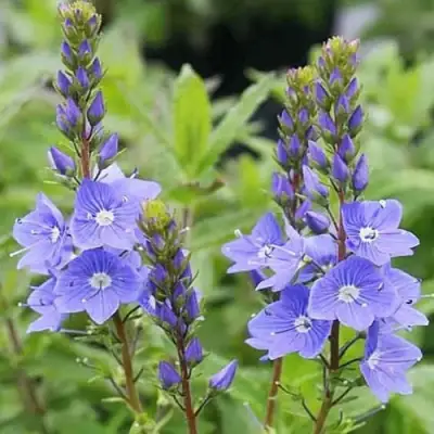 Вероника РОЯЛ БЛЮ большая в Дзержинске