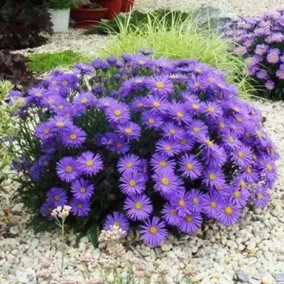 Астра ЛЕДИ ИН БЛЮ в Дзержинске