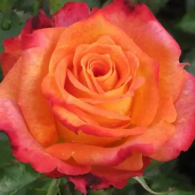 Роза ВАУ чайно-гибридная в Дзержинске