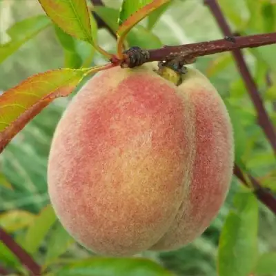 Персик ЕЛГАВСКИЙ в Дзержинске