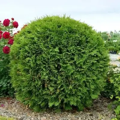 Туя ВУДВАРДИ западная в Дзержинске
